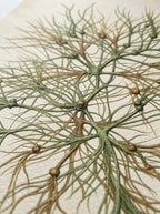 Bosque Neuronal