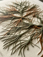 Bosque Neuronal
