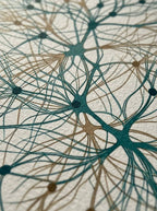 Bosque Neuronal