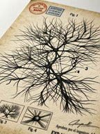 Bosque Neuronal
