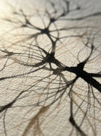 Bosque Neuronal