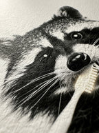 Mapache