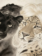 Divas