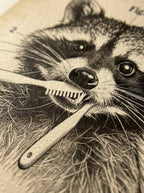 Mapache