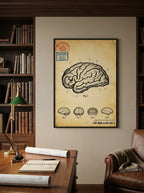 Brain