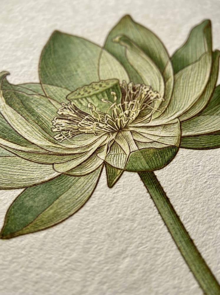 Radiografía en Flor