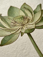 Radiografía en Flor