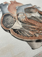 El Gran Corazon