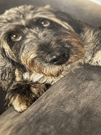 Mirada Perruna