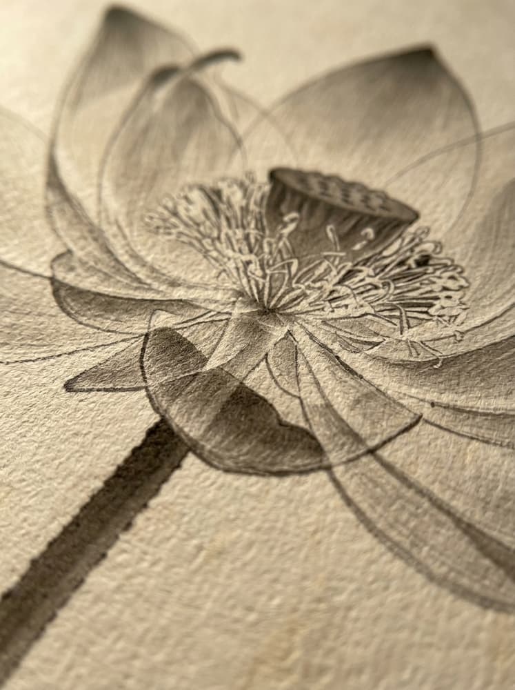 Radiografía en Flor